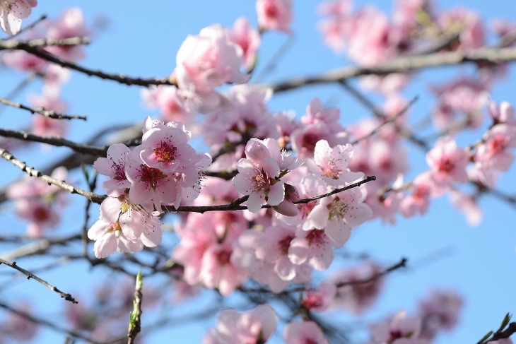 Image: The Sunday Brunch welcomes spring!